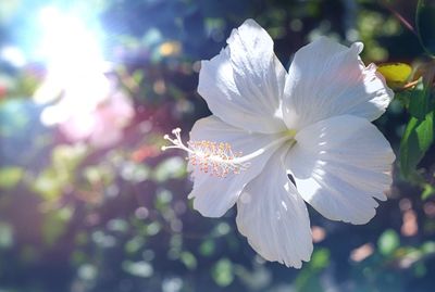 Close-up of white cherry blossom
