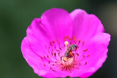 Close-up of insect on pink flower