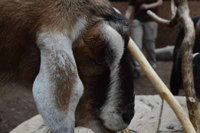 Close-up of a monkey