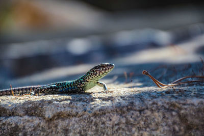 Close-up of lizard on rock