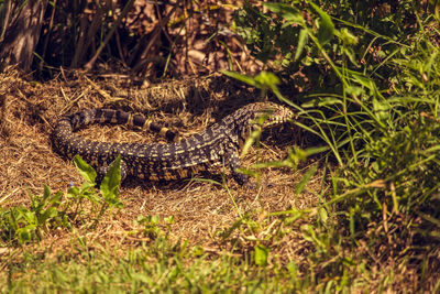 View of a reptile on field