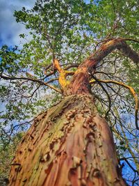 Low angle view of trees against sky