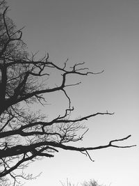 Low angle view of silhouette bare tree against sky