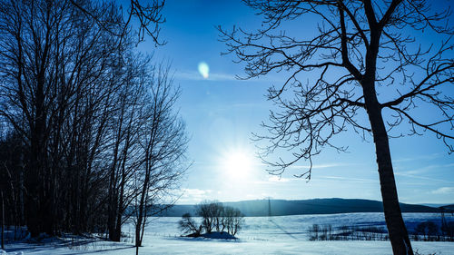 Bare trees against sky during winter