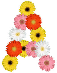 Close-up of multi colored flowers against white background