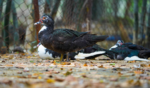 bird