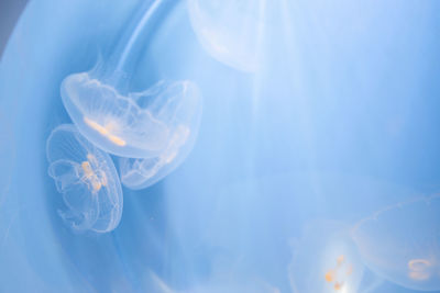 Close-up of jellyfish in aquarium 