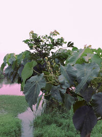 Close-up of flowering plant on field against clear sky