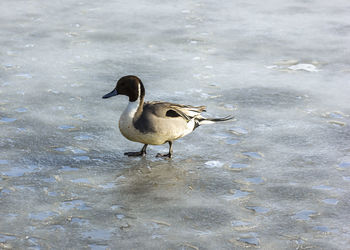 High angle view of bird in lake during winter