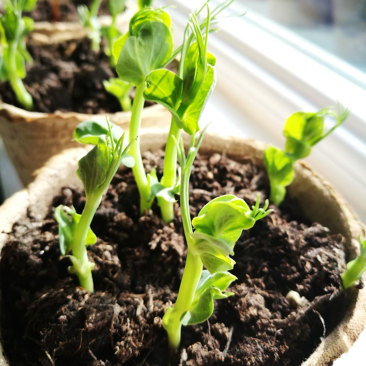 CLOSE-UP OF FRESH GREEN PLANTS