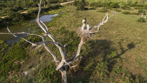 High angle view of trees in forest