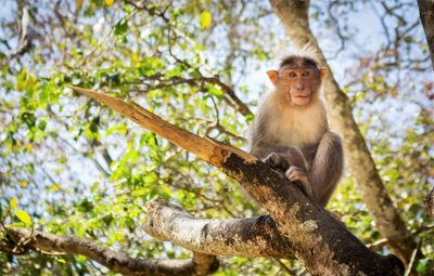 Low angle view of monkey sitting on tree