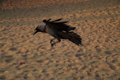 Bird flying over shore