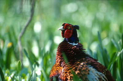 Close-up of a bird perching by plant