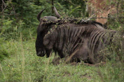 Side view of a horse on field