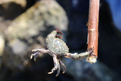 Close-up of crab a widely liked sea food