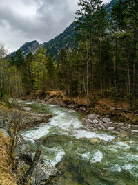 River flowing amidst trees in forest against sky