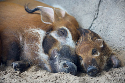 Two dogs lying on land