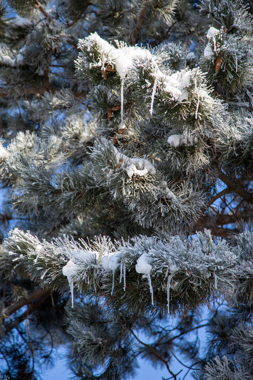 FULL FRAME SHOT OF FROZEN PLANTS