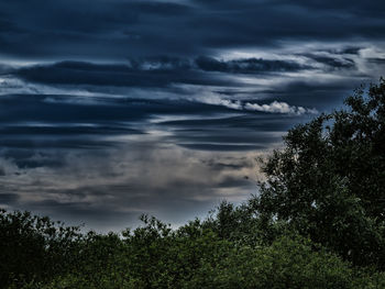 Low angle view of trees against sky