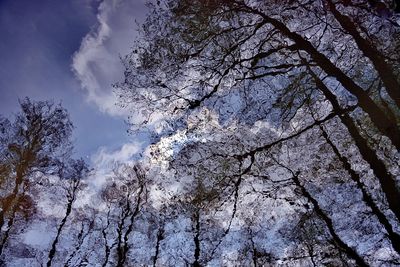 Low angle view of tree against sky