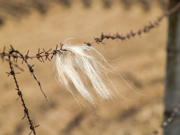 Close-up of plants on rusty barbed wire