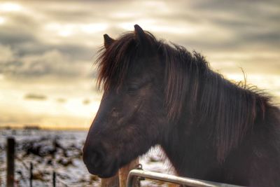 Close-up of a horse