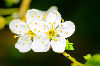 Close-up of white flowering plant