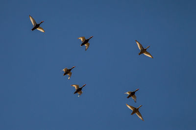 Low angle view of birds flying in the sky