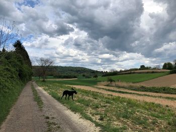 Scenic view of road passing through field against sky