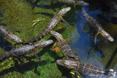 High angle view of crocodile in swimming pool