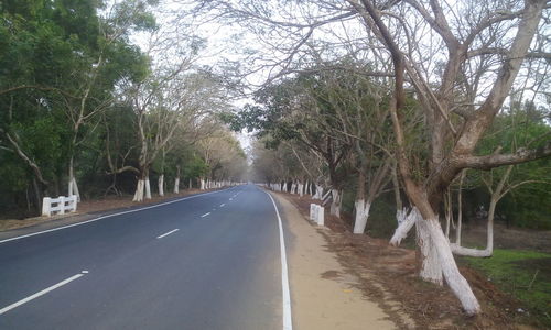 Empty road in forest