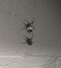 Close-up of spider on wall