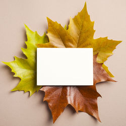 Close-up of yellow leaves on white background