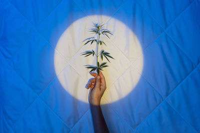 Embracing night's tranquility, exploring the soothing power of cbd and cannabis