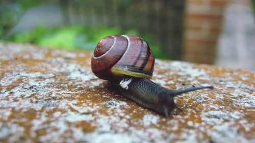 Close-up of snail