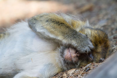 Close-up of a monkey