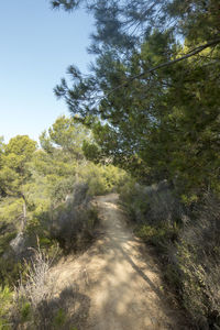 Trail amidst trees on landscape against sky