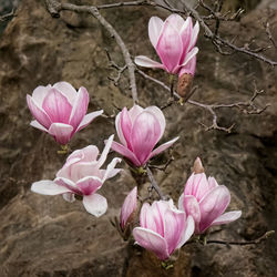 Close-up of pink flowers