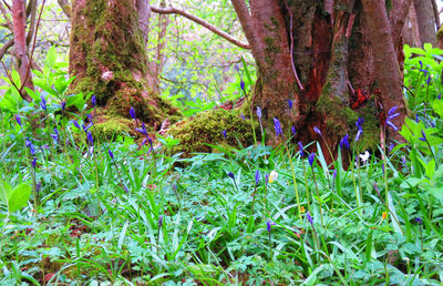 Close-up of fresh green plants in forest