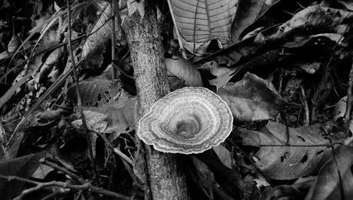 Close-up of snail on leaves