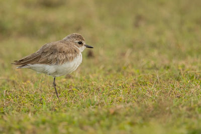 Bird perching on grassy land