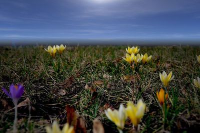 Close-up of yellow flowers blooming on field