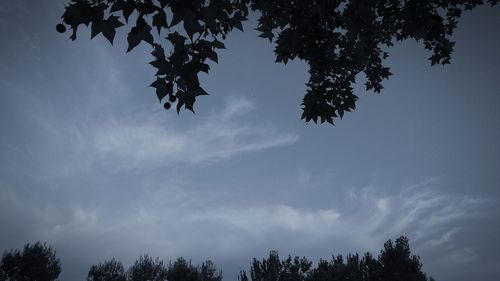 Low angle view of silhouette trees against sky