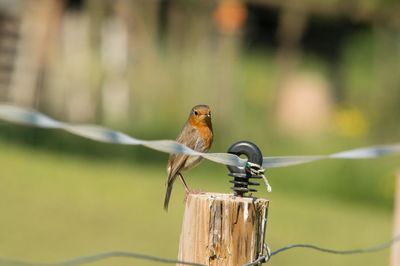 Close-up of bird perching on wooden post