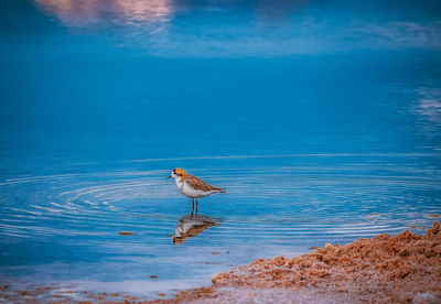 View of bird on beach