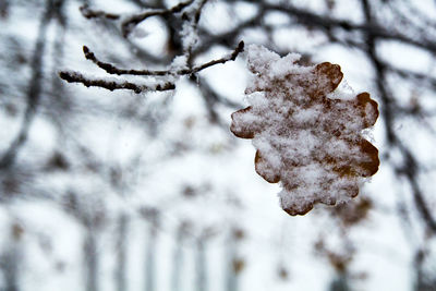 Close-up of frozen plant on snow covered tree