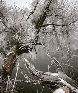 Bare tree by frozen lake during winter