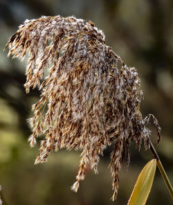 Close-up of dried plant