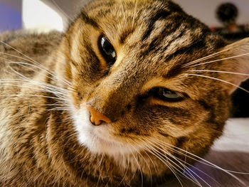 Close-up of a cat looking away